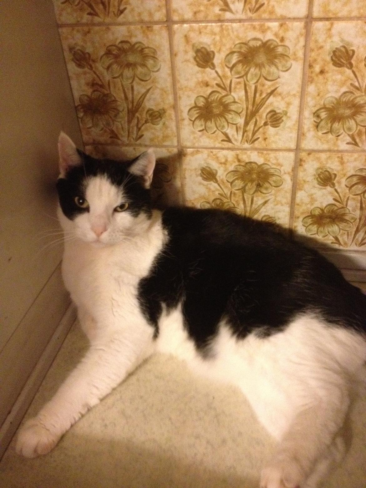 Huskat Balou - Balou! <3 <3  billede 1