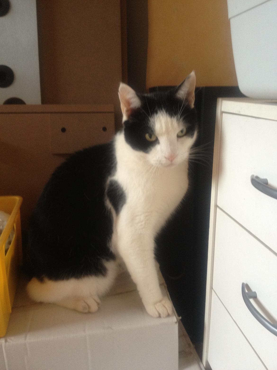 Huskat Balou - ''Gå nu Lisette jeg prøver og få min middag, et dejligt marsvin til middag'' nej den går ik Balou! :D <3 <3  billede 2