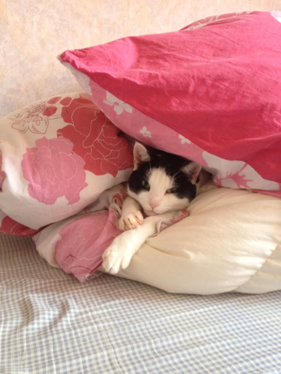 Huskat Balou - Jeg elsker at putte de mest mærkeligste stæder! <3 :D men i dynen er nu ik mærkeligt! billede 3