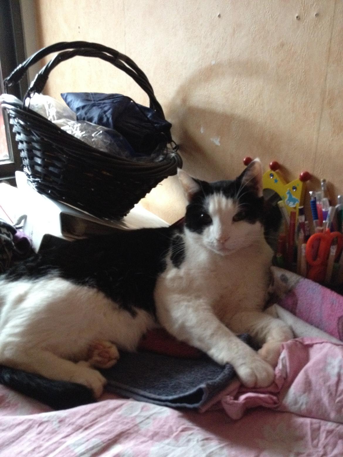 Huskat Balou - Ja og her ligger jeg så i alt mors rene tøj, og jeg kan love jer for at hun ik blev såå glad for det, men sket er sket, som min bror altid siger!<3 ;)  billede 4