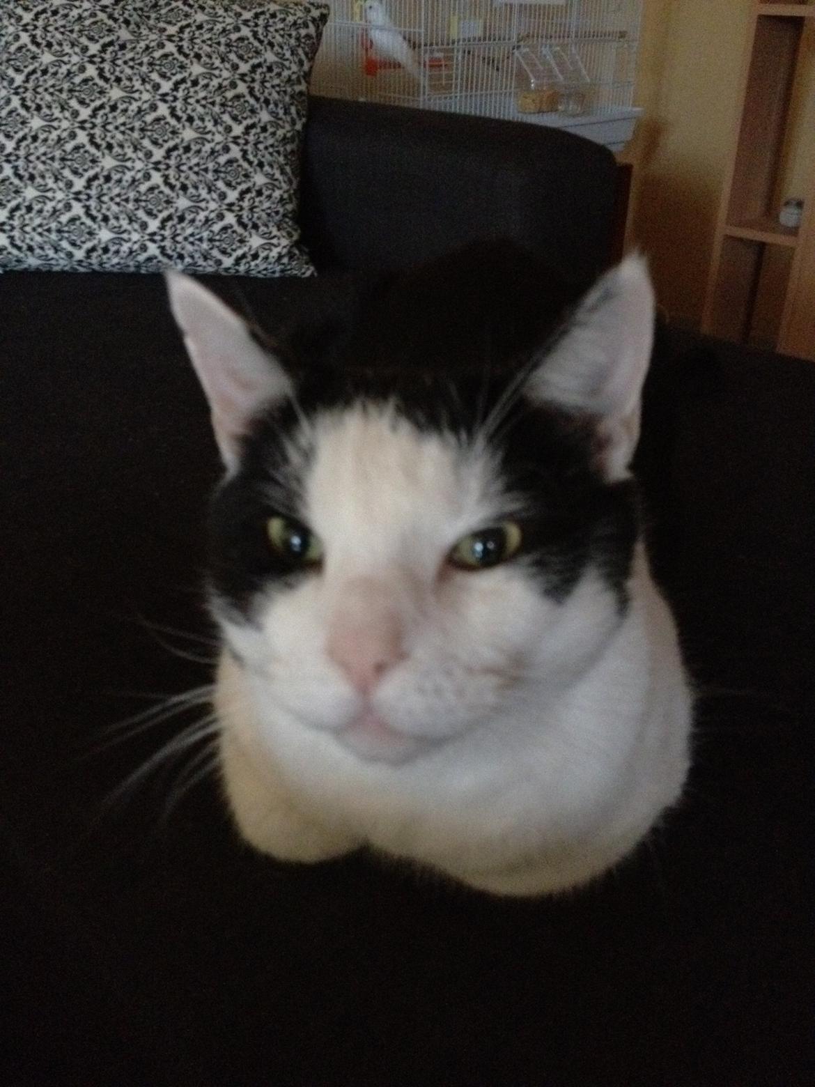 Huskat Balou - Heej folkens:) billede 5