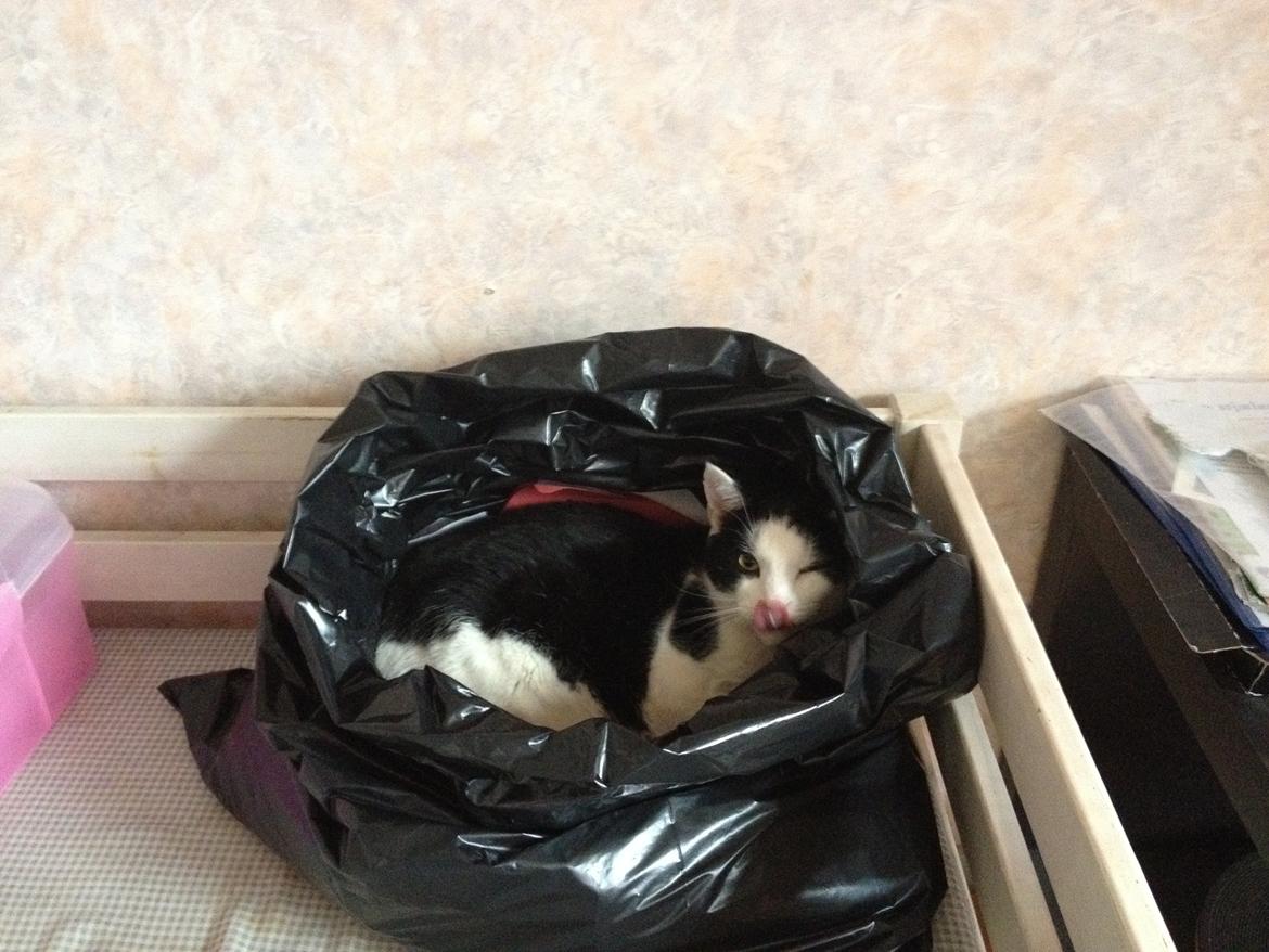 Huskat Balou - Her ligger jeg i en sæk med papir der skal smides ud!:D ja ligger mig underlige steder!!:DD<3  billede 6