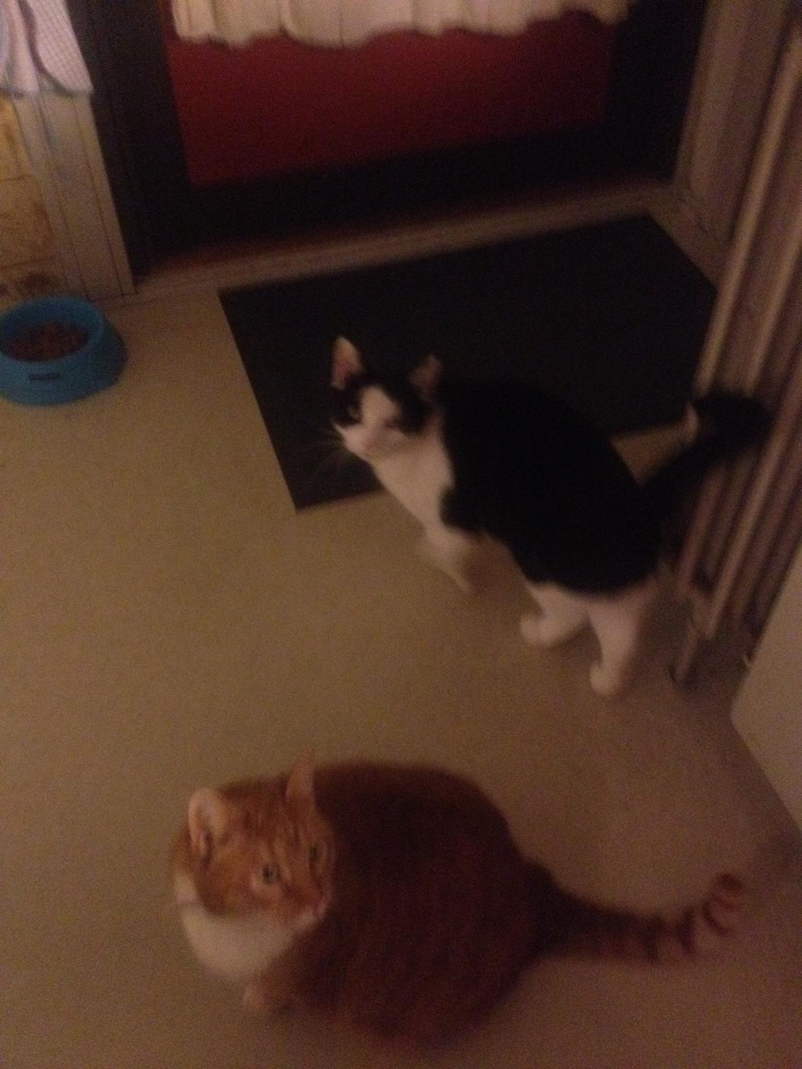 Huskat Balou - Og her er vi såå mig og mine elskede bror Garfield kælenavne til os: Lulu og Dofit og nogle andre navne!XD :**<3  billede 7