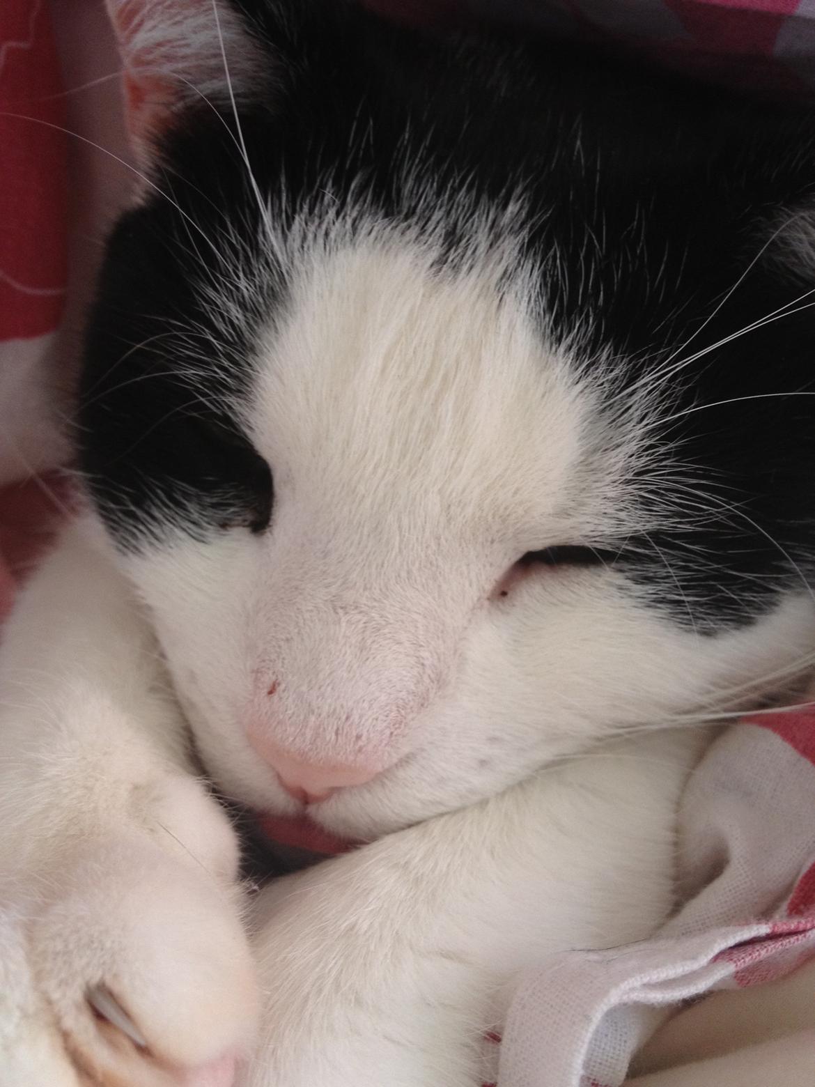 Huskat Balou - zzzzZZZzzz... jeg sover.. billede 8