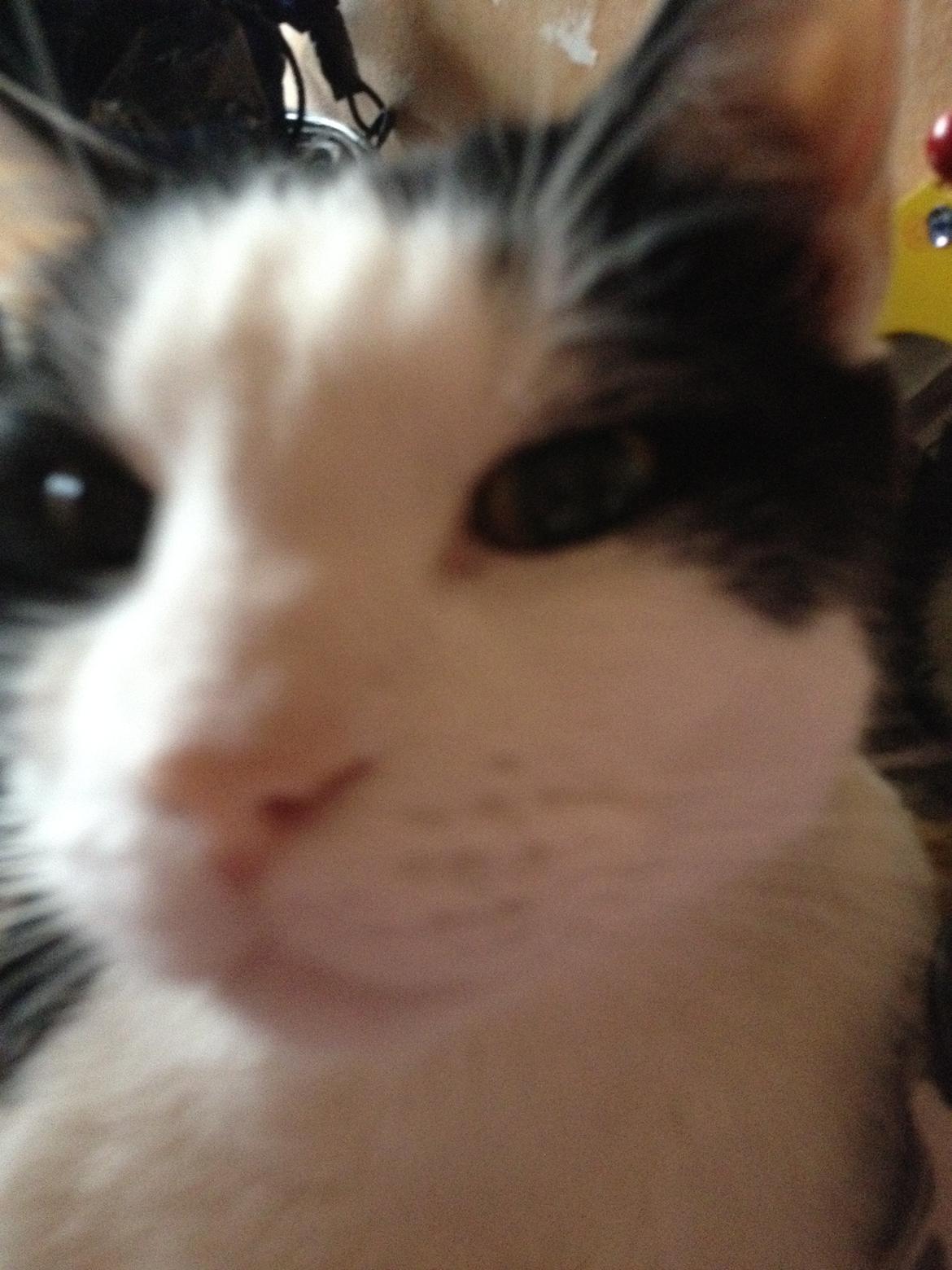 Huskat Balou - Det var alt fra mig... hej hej og ha' det godt! <3 <3 <3 <3 :)  billede 9