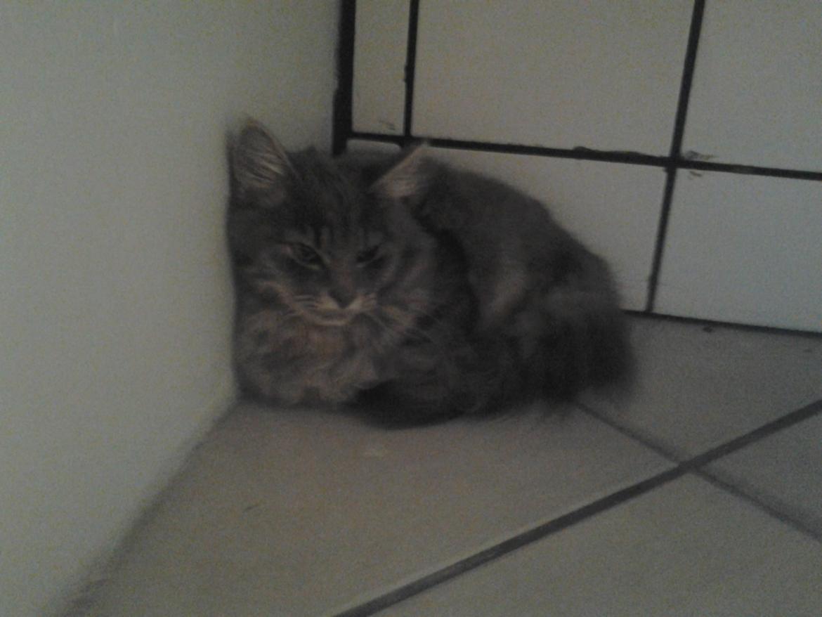 Blanding af racer Bumle billede 1