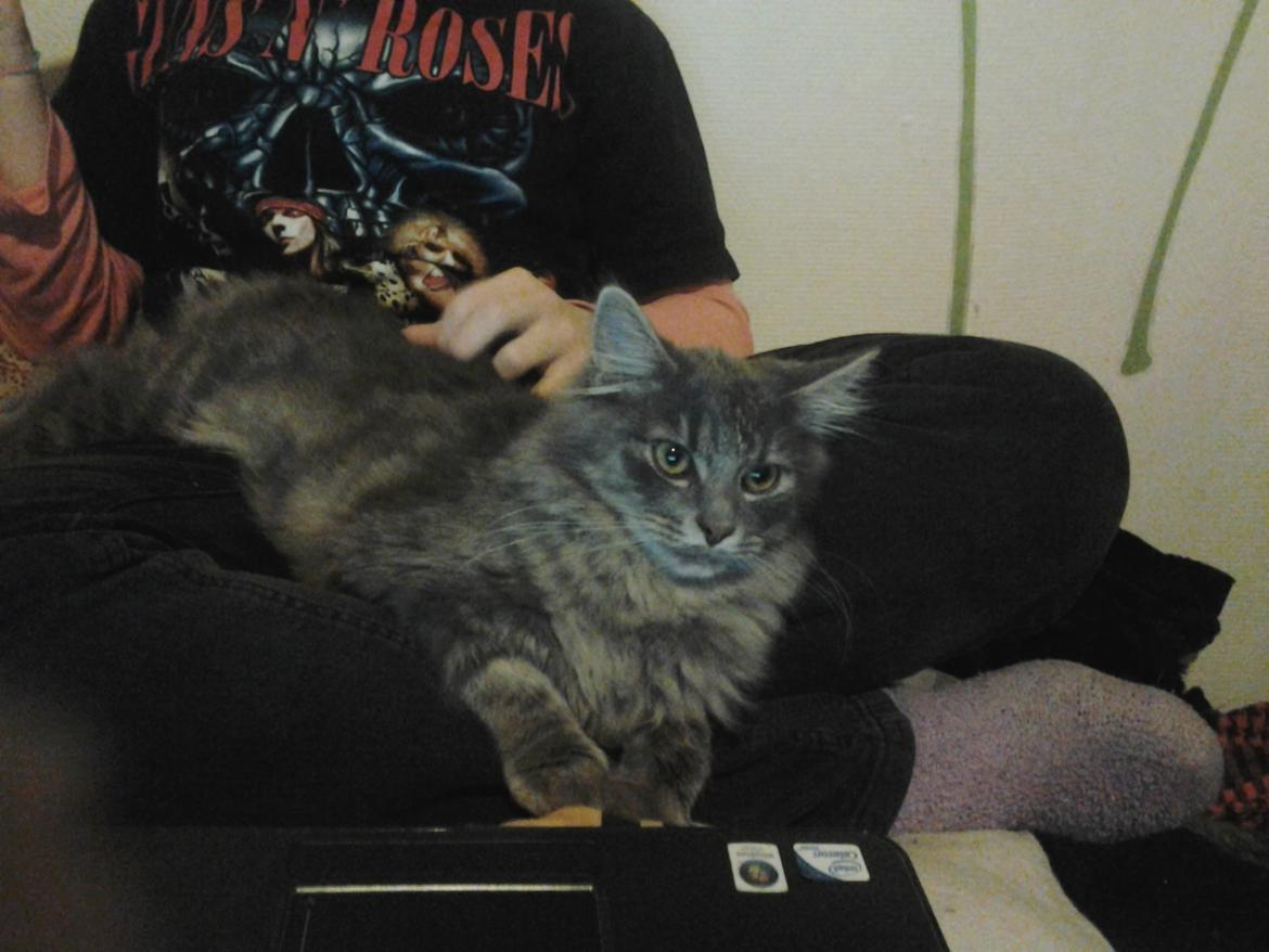 Blanding af racer Bumle billede 2