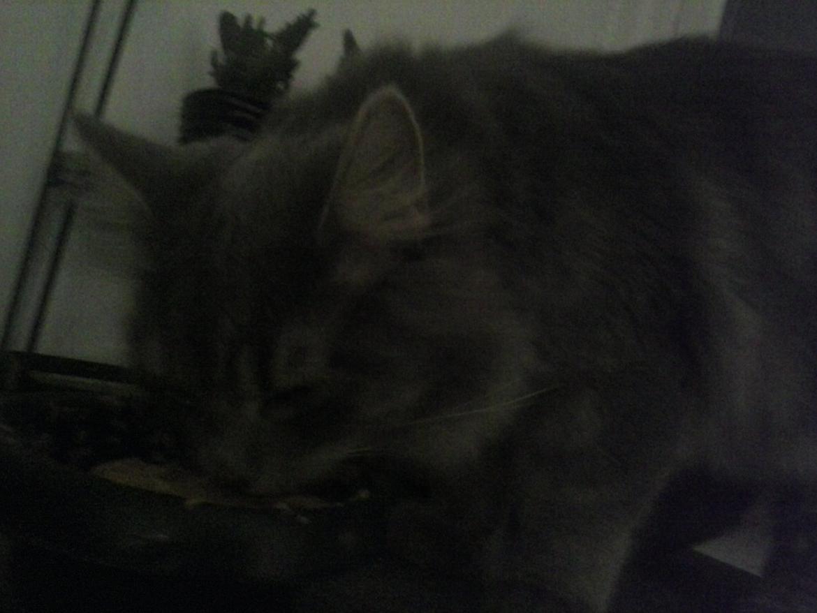 Blanding af racer Bumle - bumle-fis spiser . :) billede 3