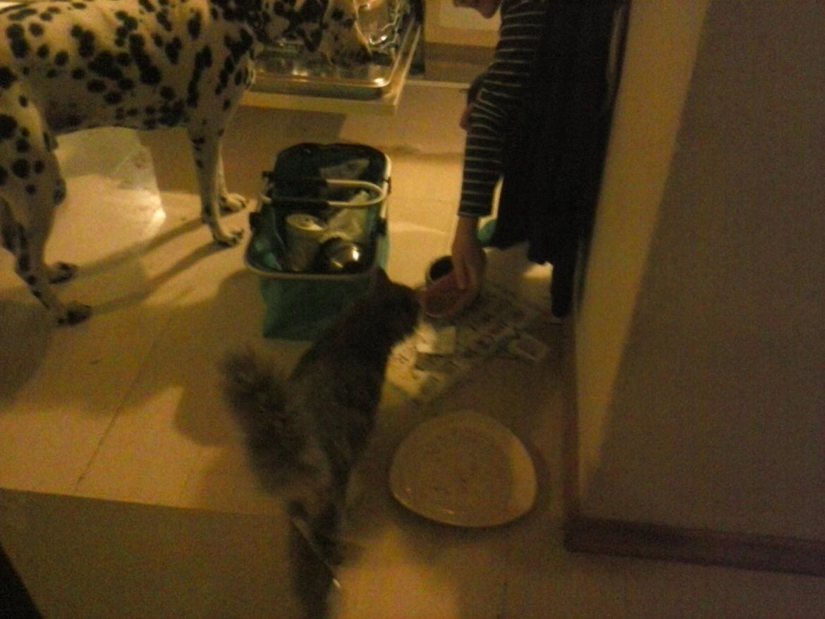 Blanding af racer Bumle billede 4