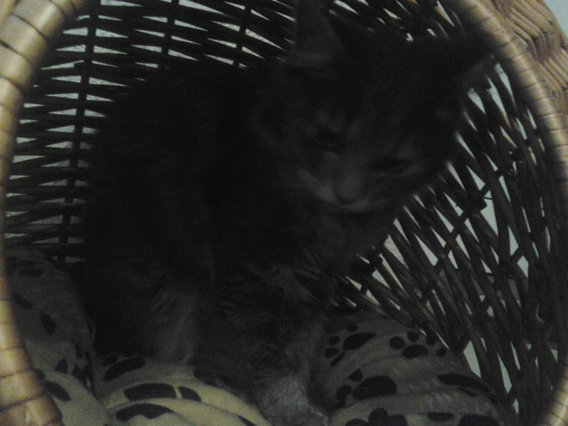 Blanding af racer Bumle billede 5