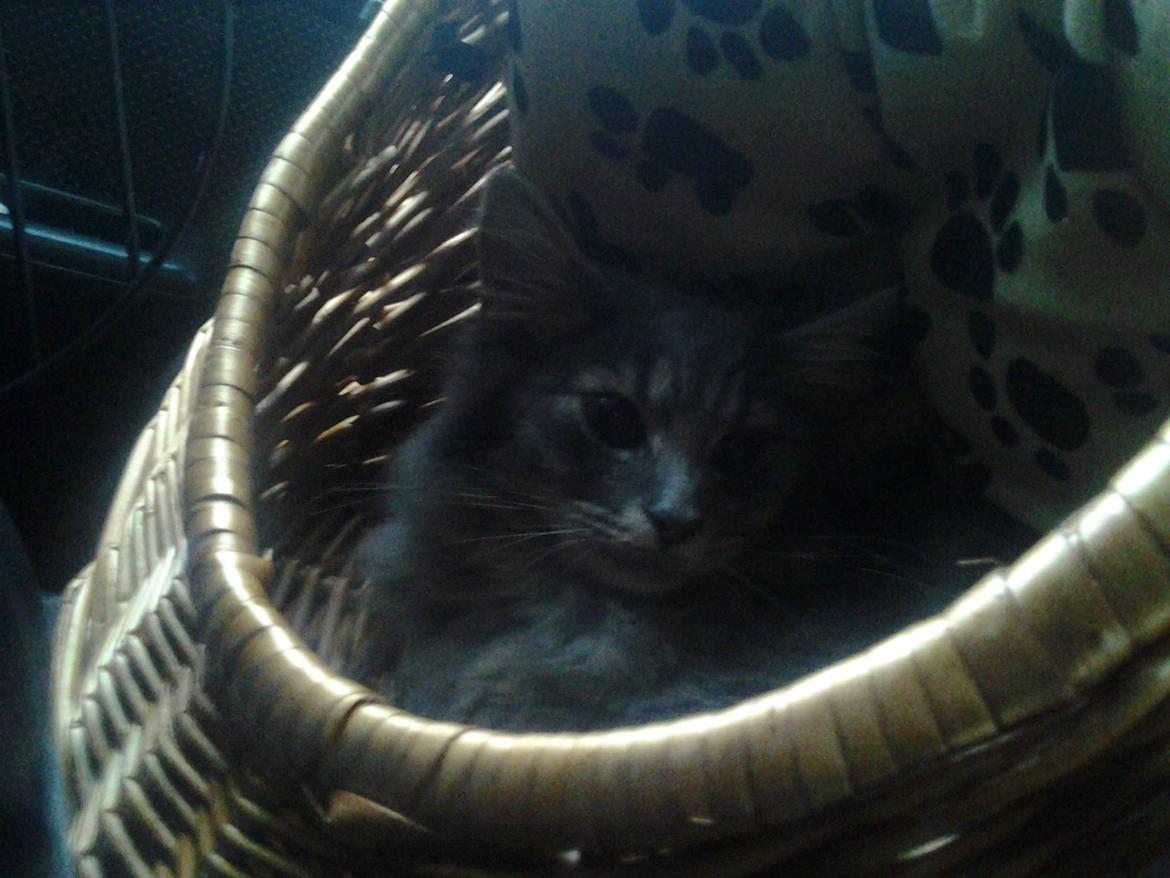 Blanding af racer Bumle billede 6