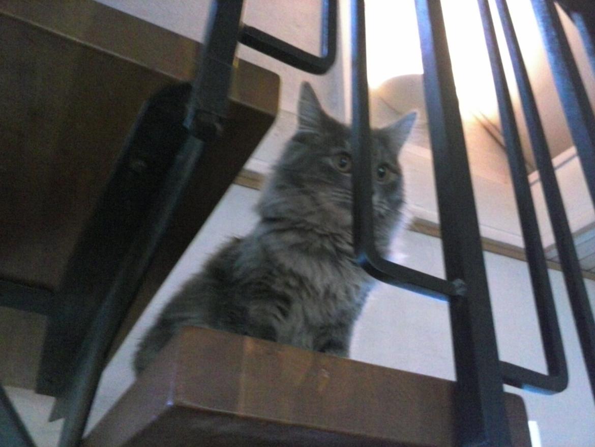 Blanding af racer Bumle billede 7