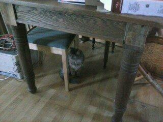 Blanding af racer Bumle billede 8