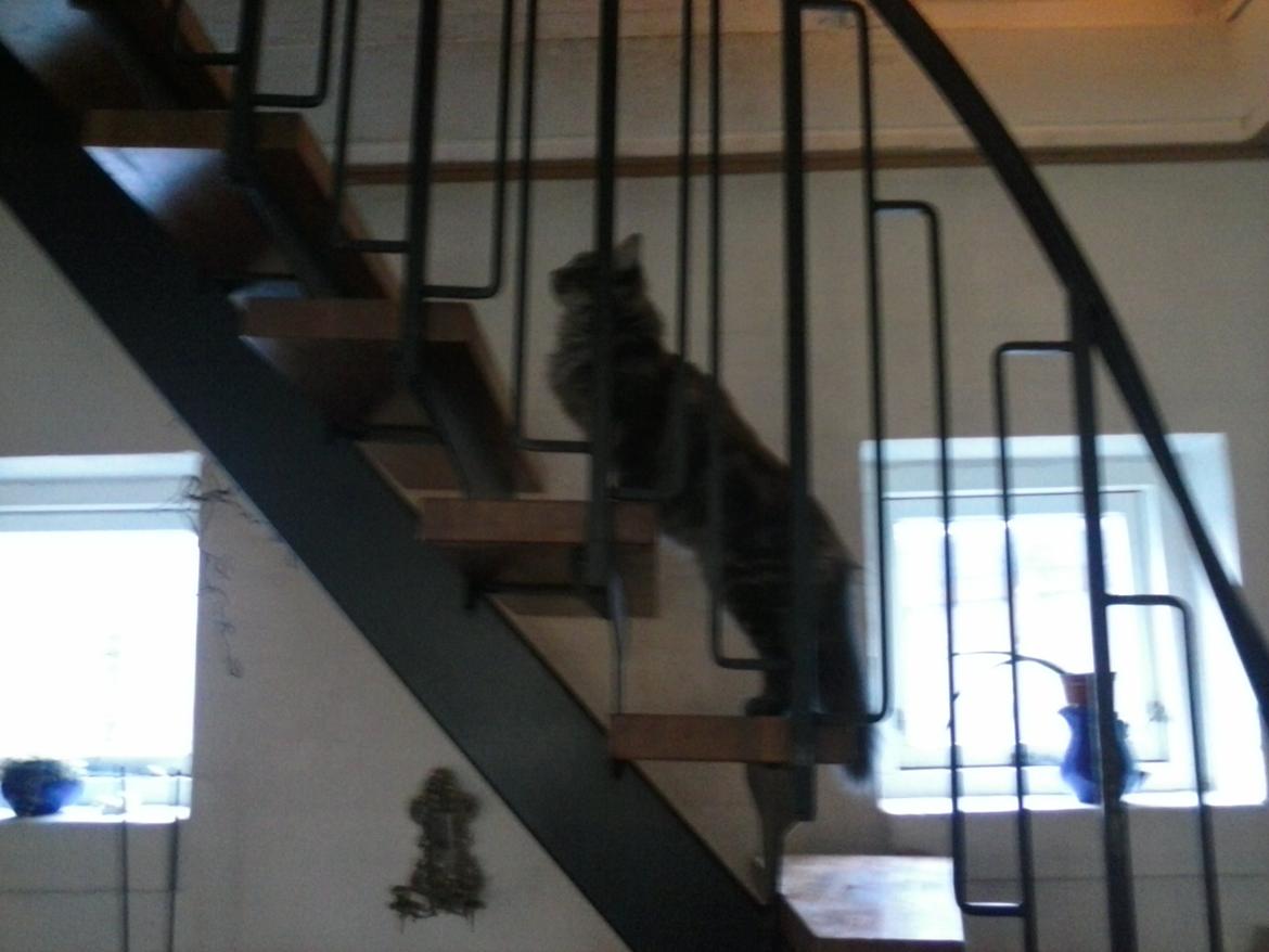 Blanding af racer Bumle billede 9