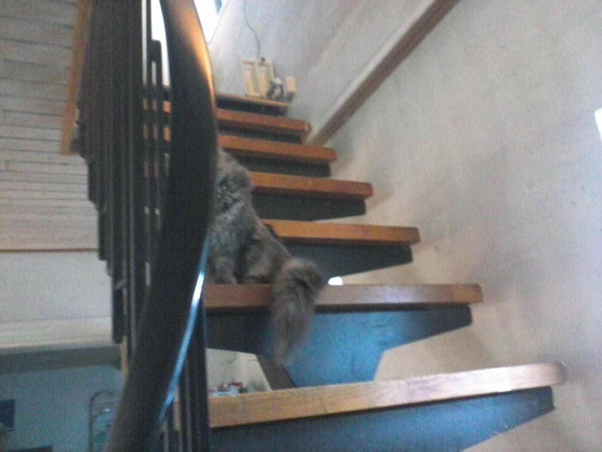 Blanding af racer Bumle billede 10