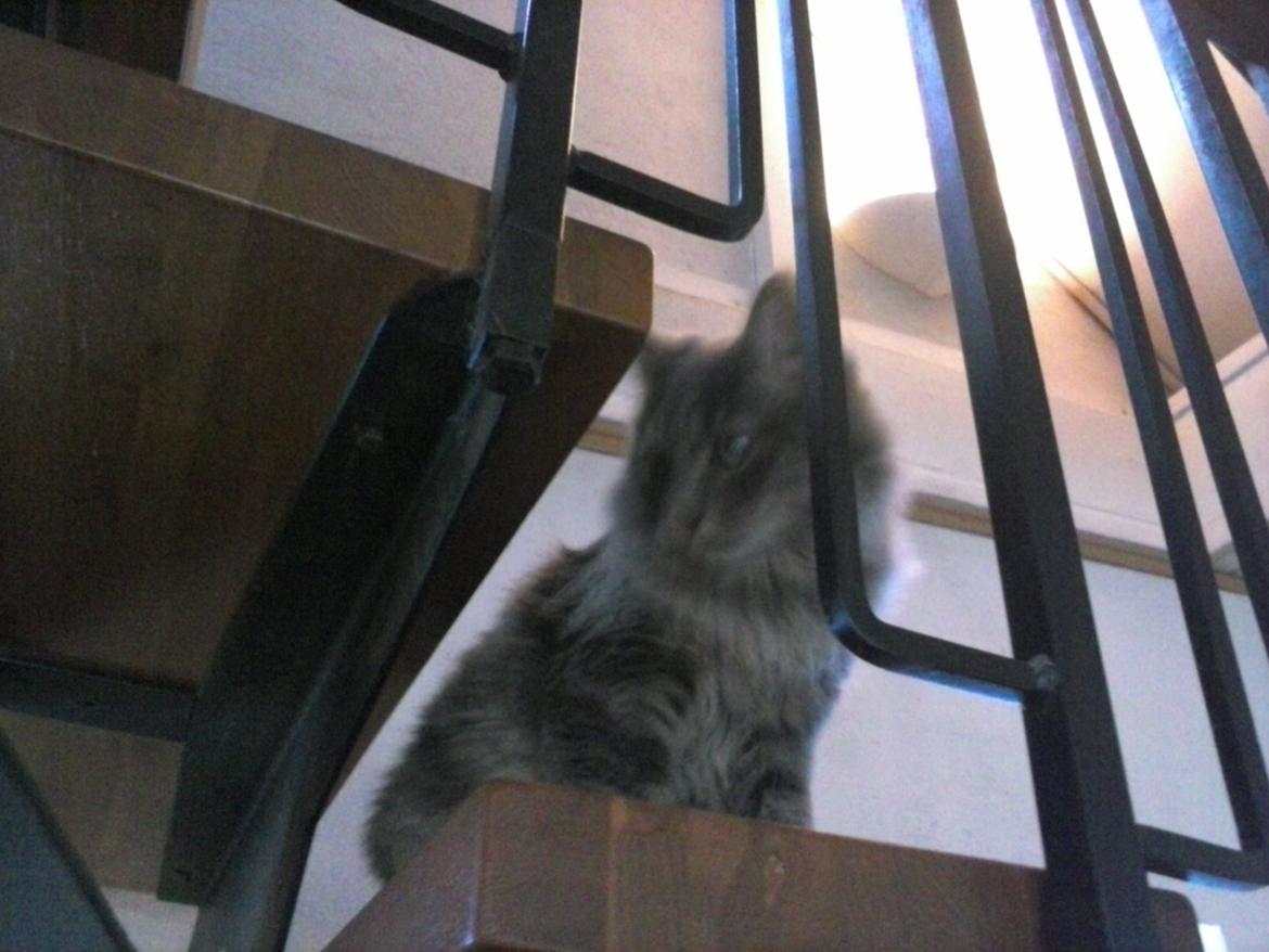 Blanding af racer Bumle billede 11