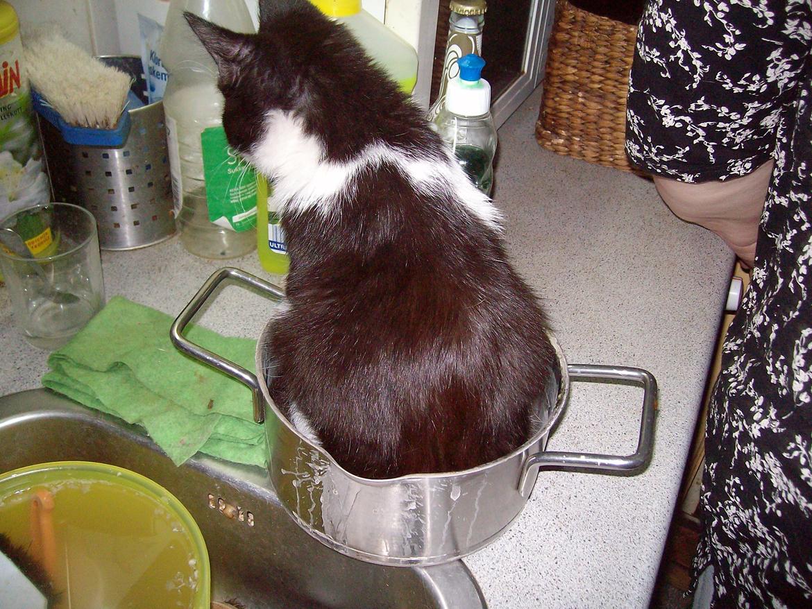 Huskat Benjamin - Spis mig ikke! jeg bider hvis i spiser mig :D billede 2