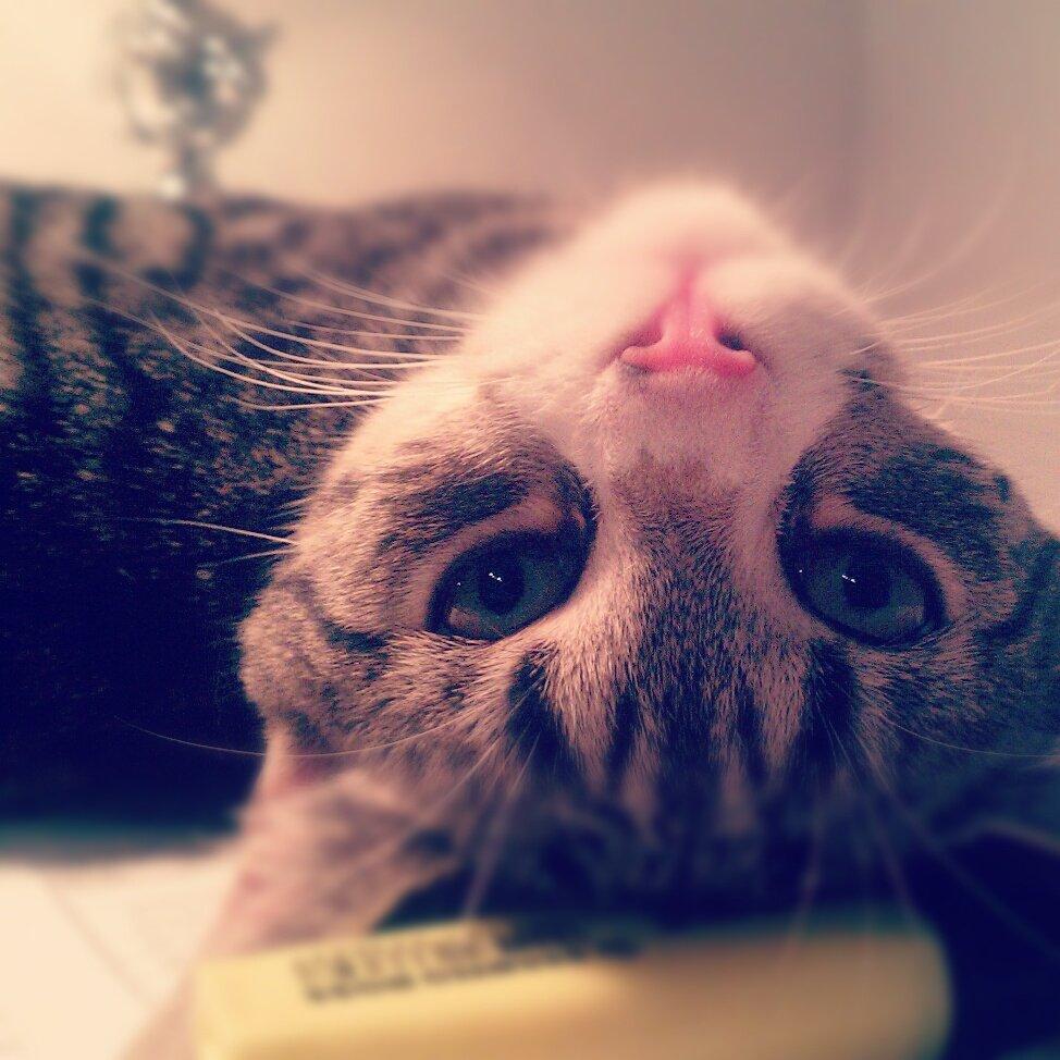 Huskat Frida - HELLO :o) billede 1