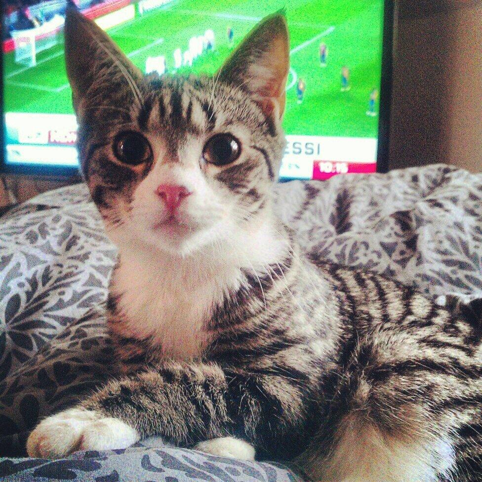 Huskat Frida - Big eyes baby. billede 7