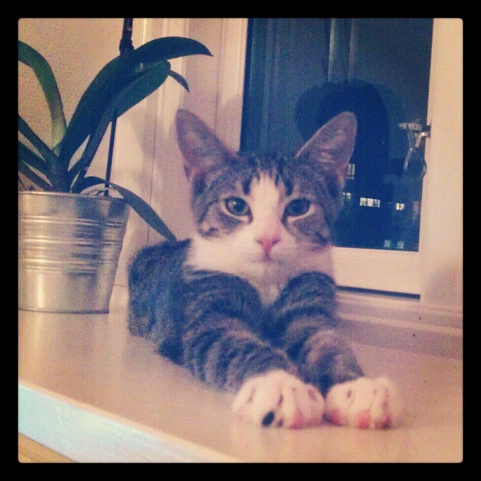 Huskat Freja billede 6
