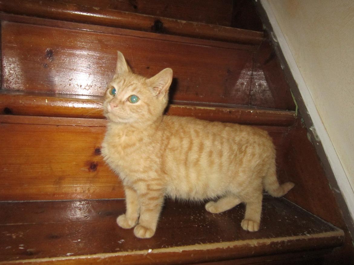 Huskat Bob (i love you) <3 billede 18