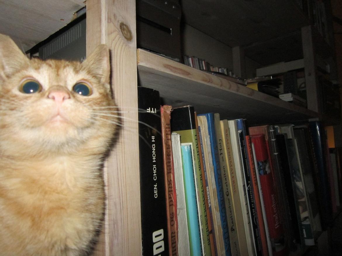 Huskat Bob (i love you) <3 billede 19