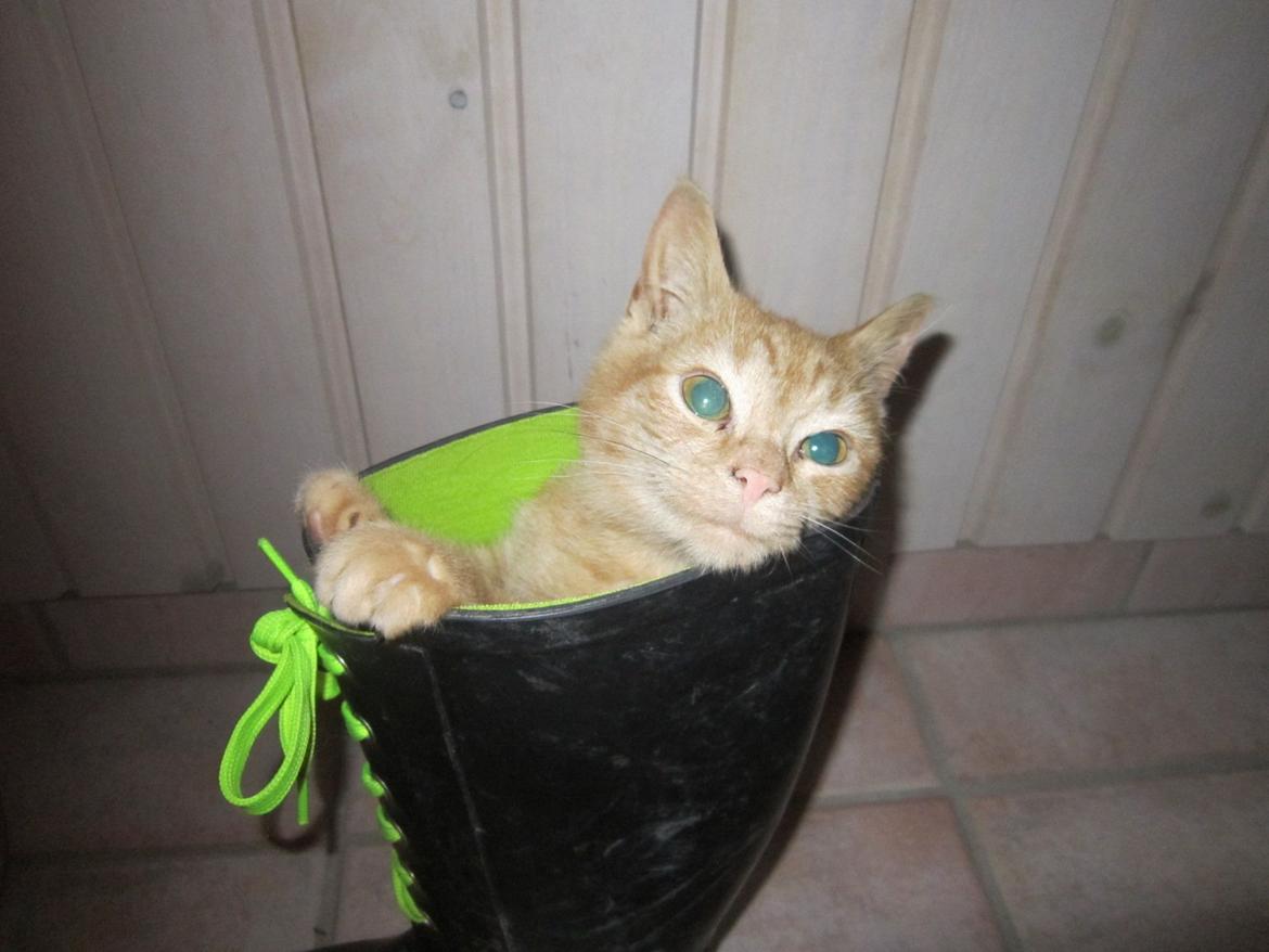 Huskat Bob (i love you) <3 billede 6