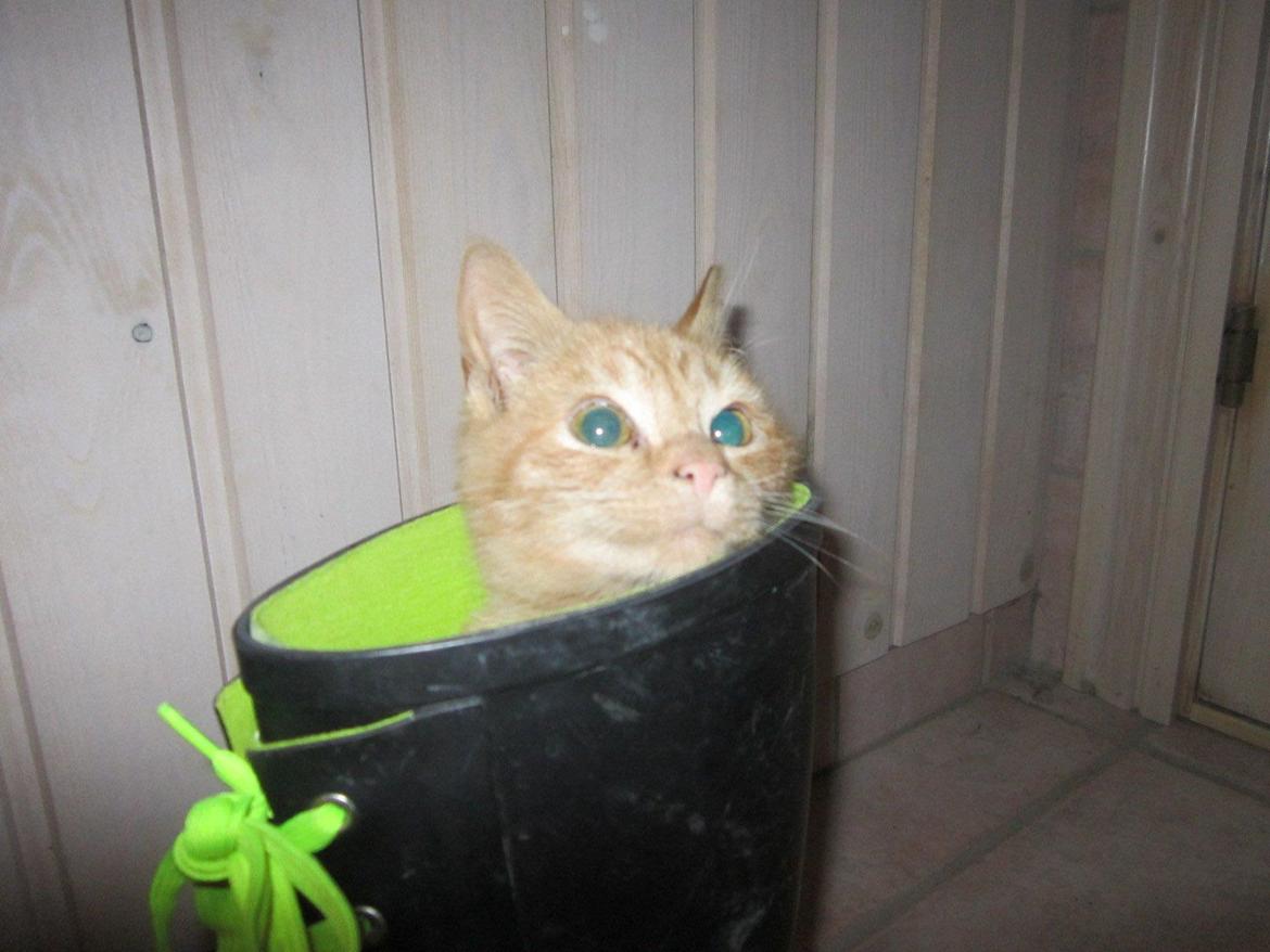 Huskat Bob (i love you) <3 billede 20