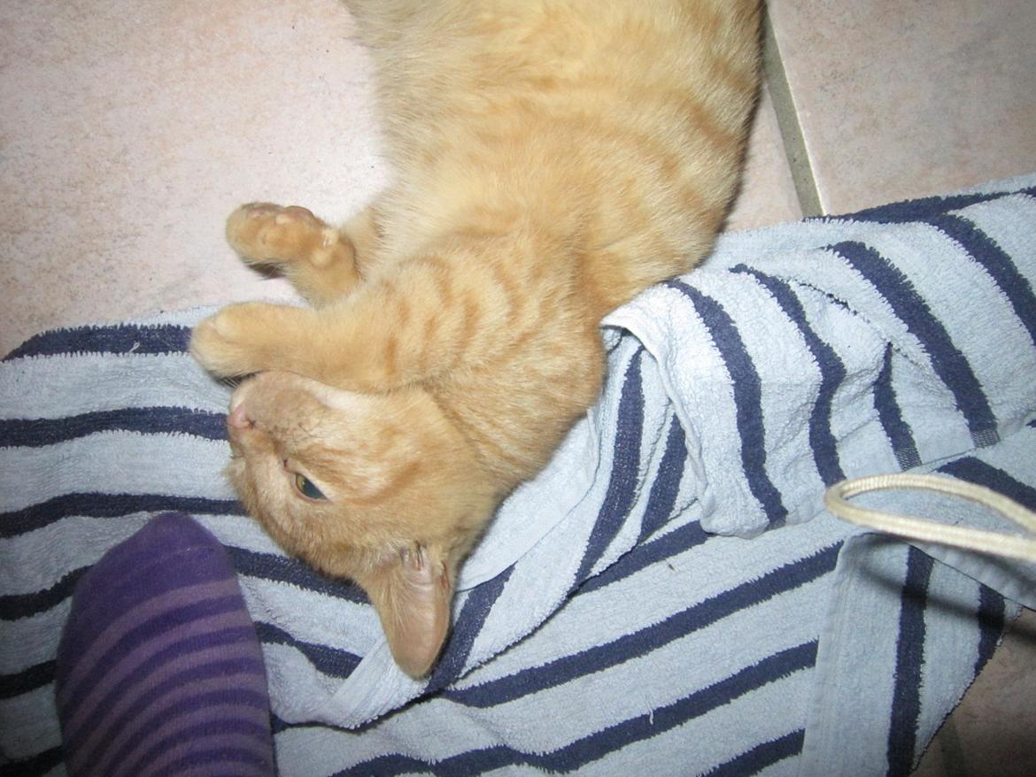 Huskat Bob (i love you) <3 billede 21