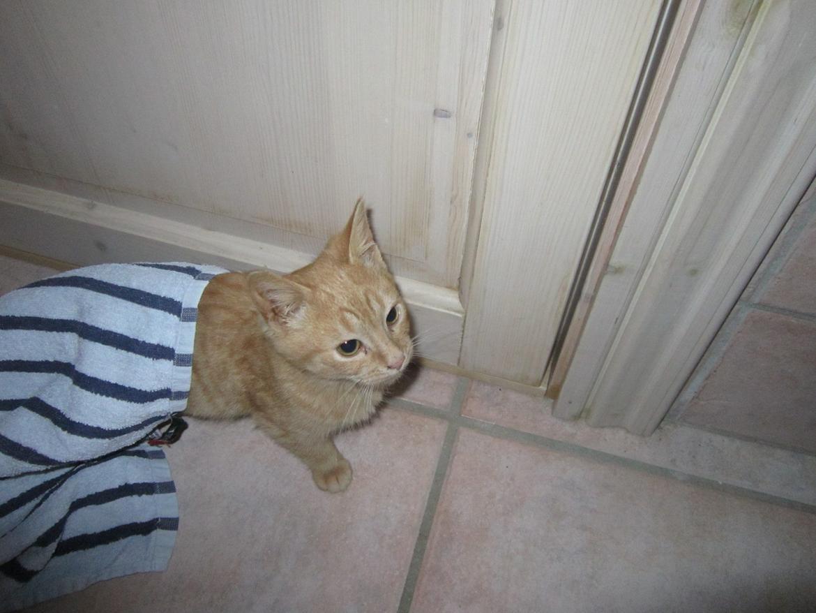 Huskat Bob (i love you) <3 billede 22