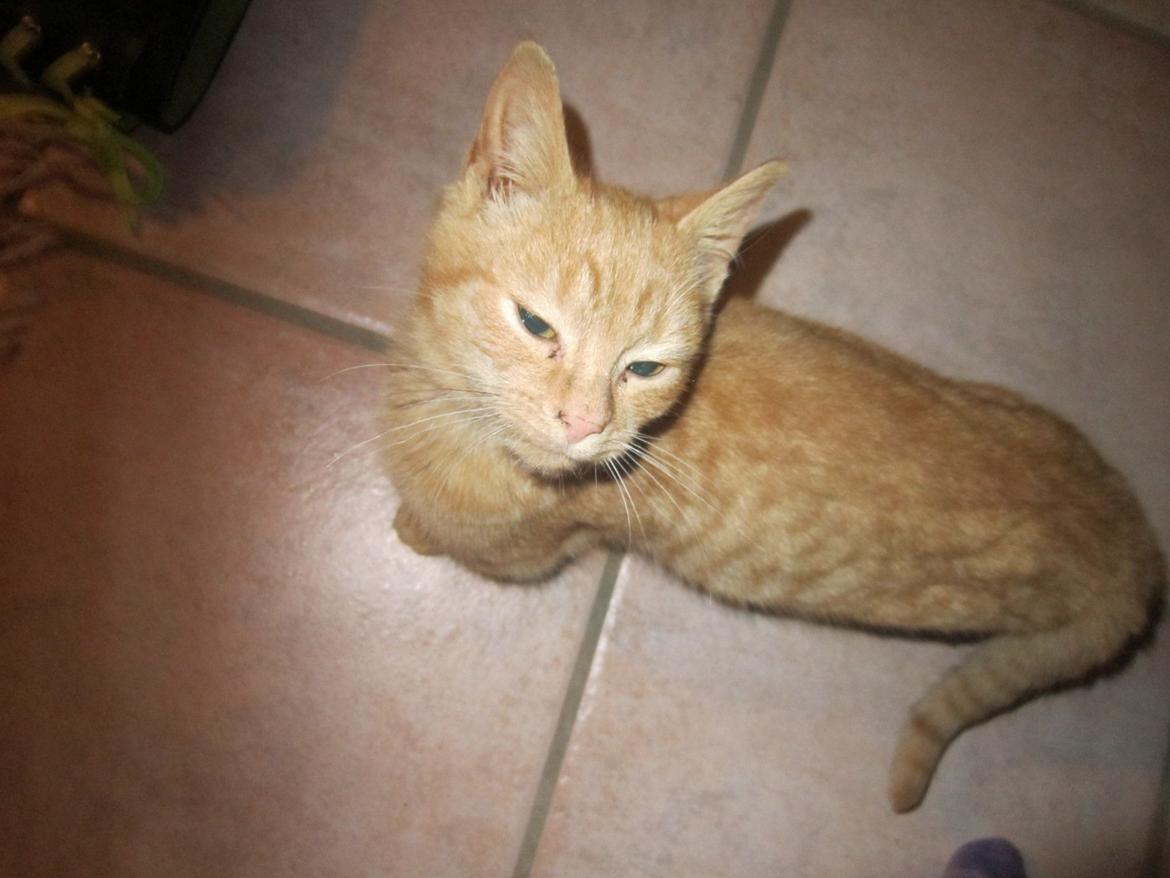 Huskat Bob (i love you) <3 billede 23