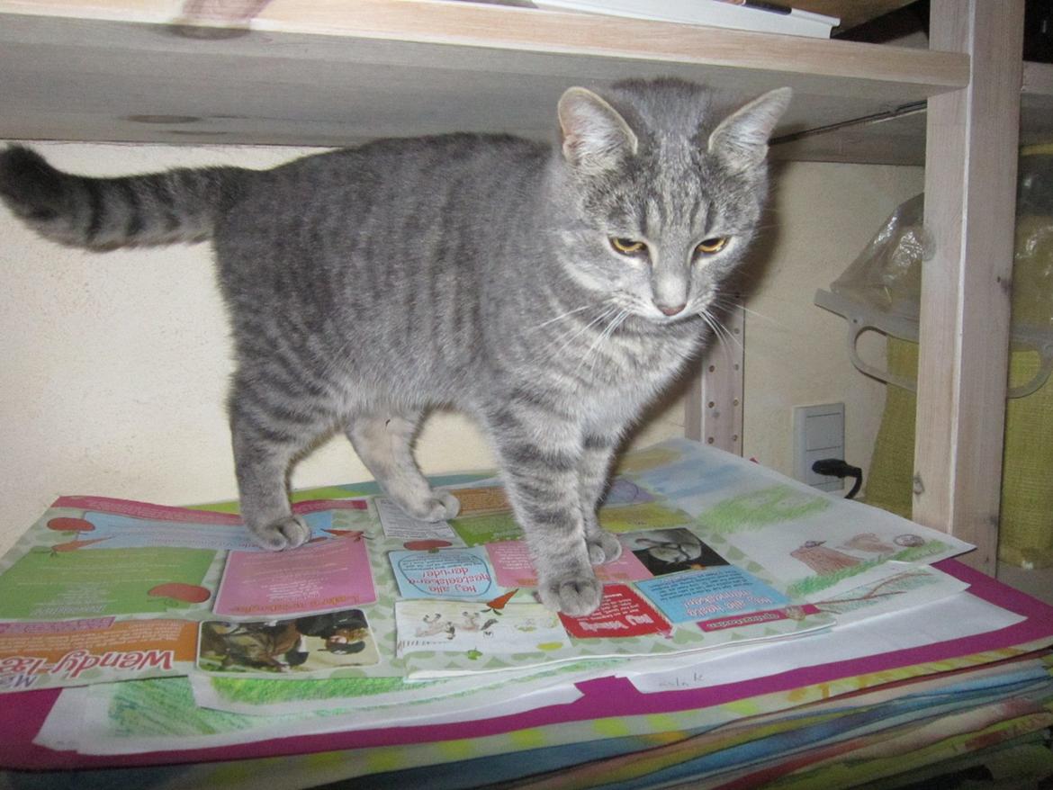 Huskat Victoria billede 2