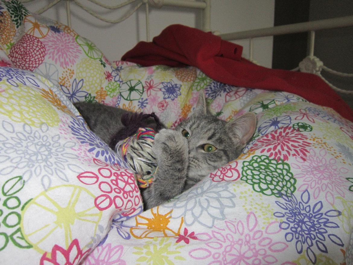 Huskat Victoria billede 18