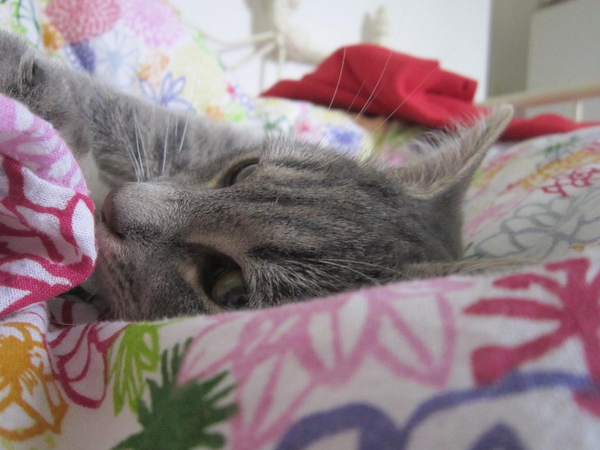 Huskat Victoria billede 19