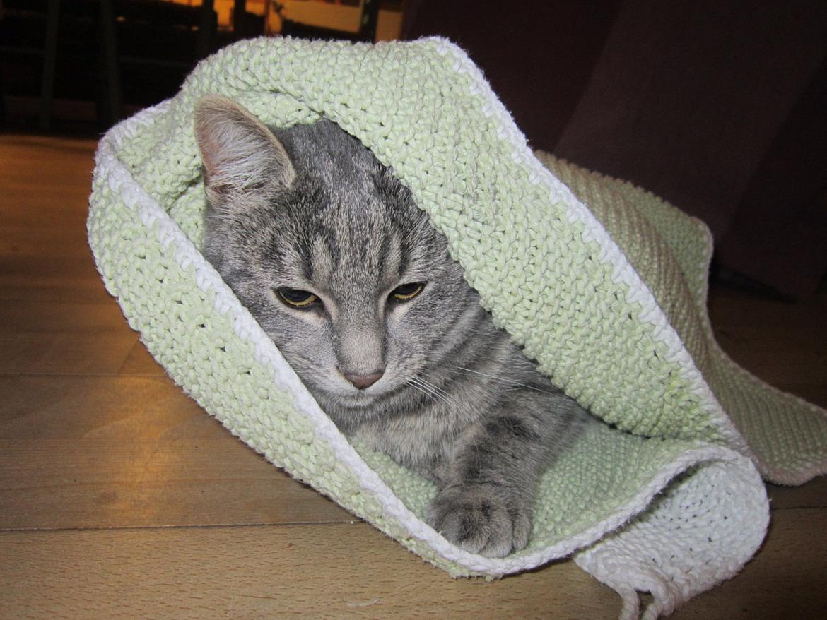 Huskat Victoria billede 1