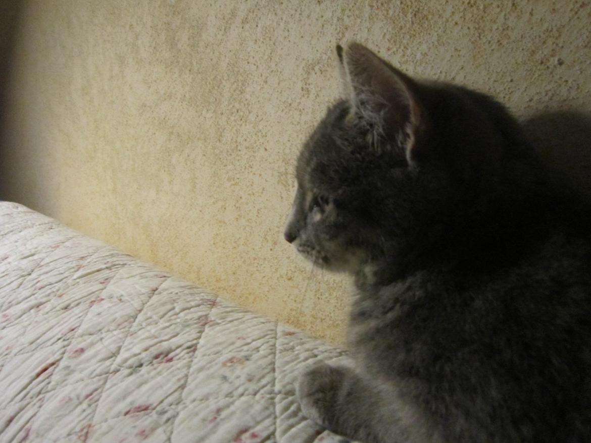 Huskat Victoria billede 20