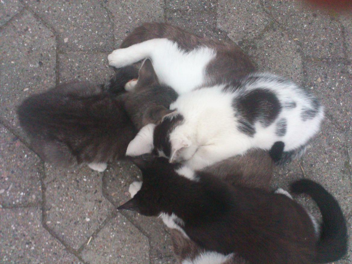 Blanding af racer ZOEY - Drikker mælk :D billede 6