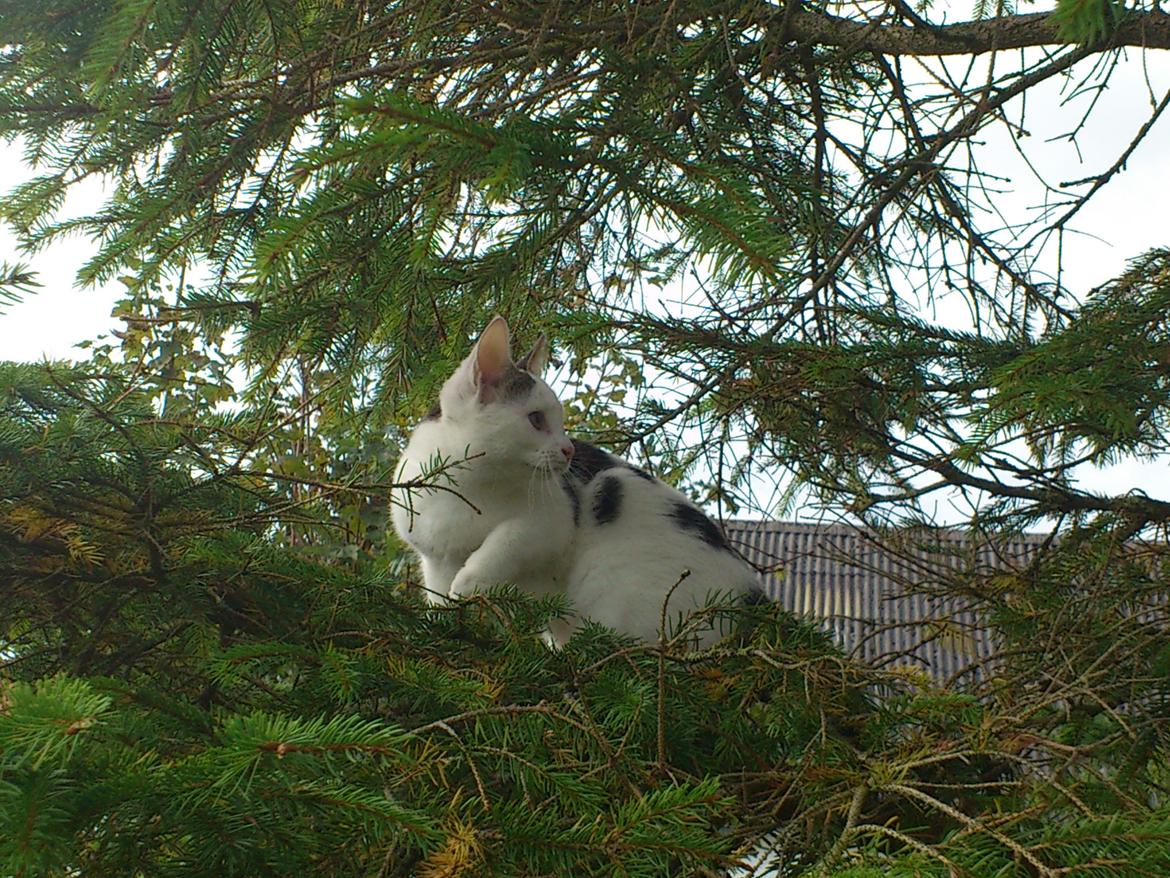 Blanding af racer ZOEY - Ud at klatre :-D billede 10