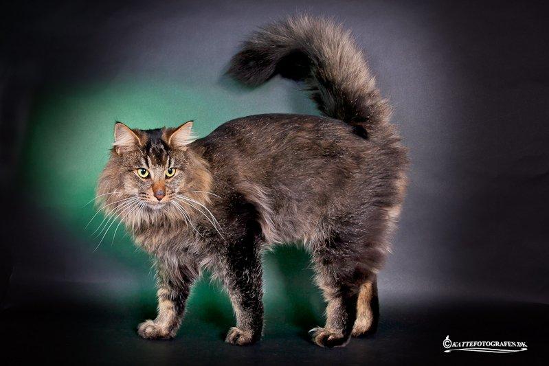 Norsk Skovkat Sofiebo`s Bastian billede 12