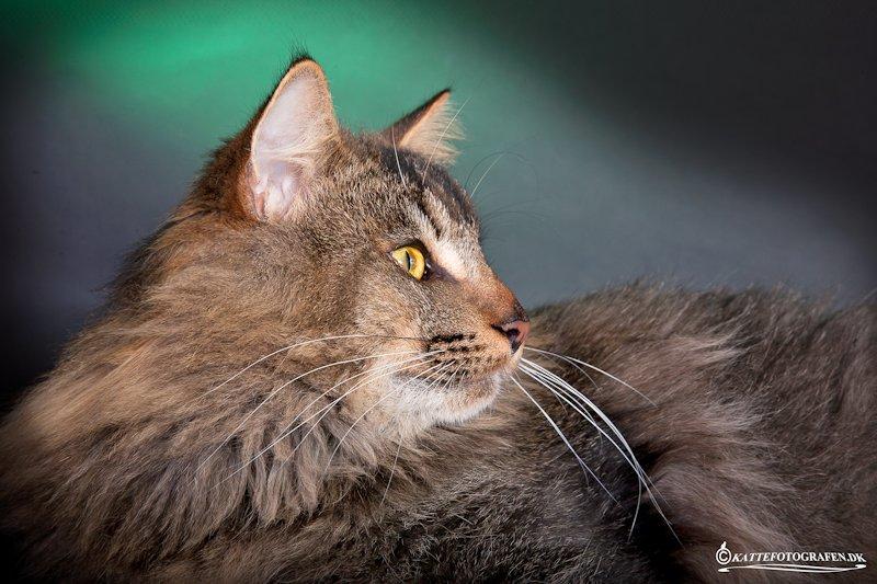 Norsk Skovkat Sofiebo`s Bastian billede 8