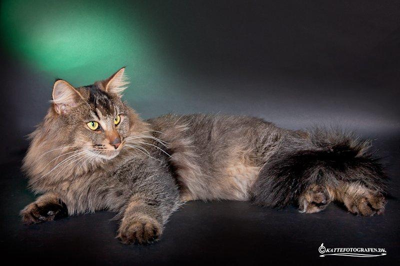 Norsk Skovkat Sofiebo`s Bastian billede 9