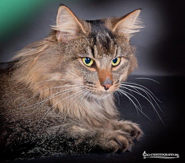 Norsk Skovkat Sofiebo`s Bastian billede 10