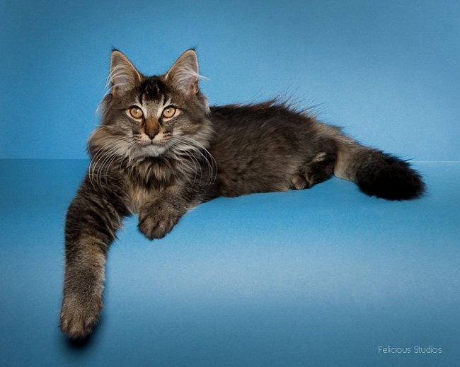 Norsk Skovkat Sofiebo`s Bastian billede 11