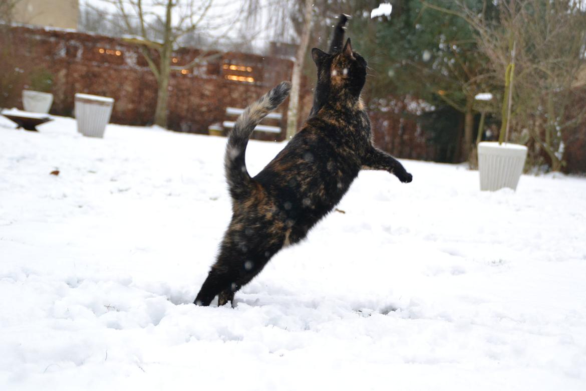 Huskat Skitty - Velkommen til min profil :-)) billede 1