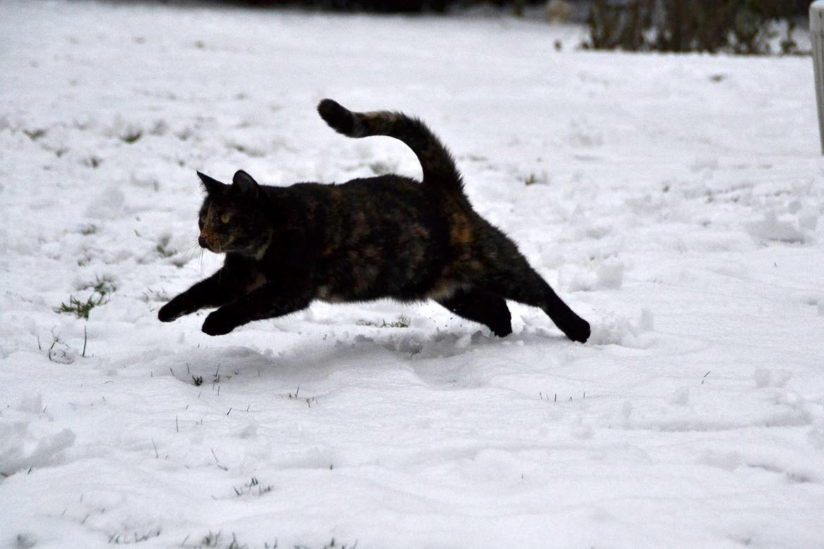 Huskat Skitty - 2) billede 2