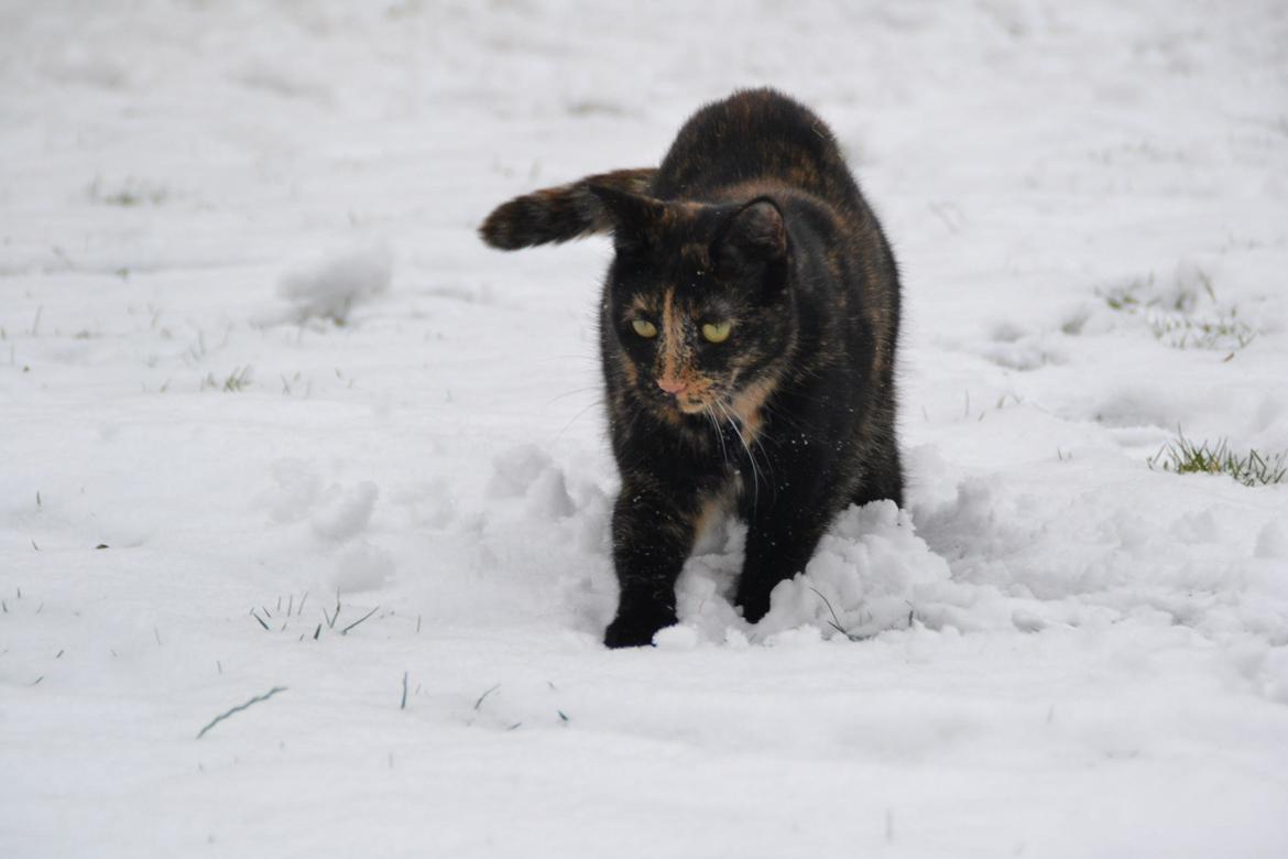 Huskat Skitty - 13 billede 13