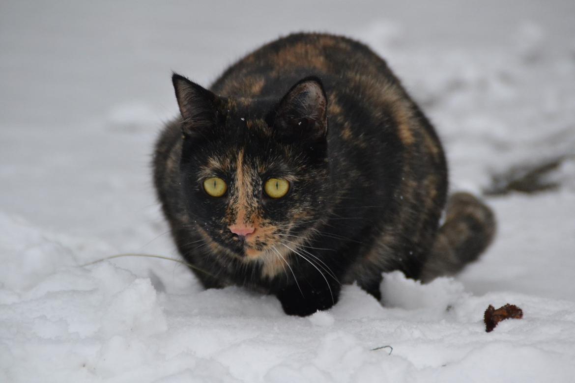 Huskat Skitty - 15 billede 15