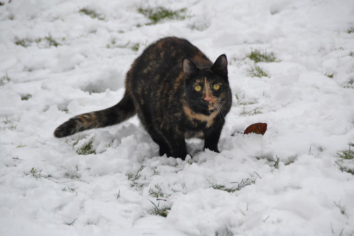 Huskat Skitty - 15 billede 14