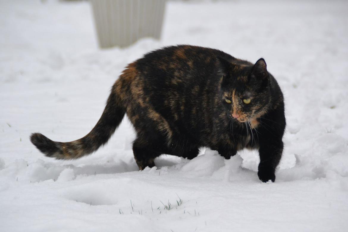 Huskat Skitty - 9) billede 9