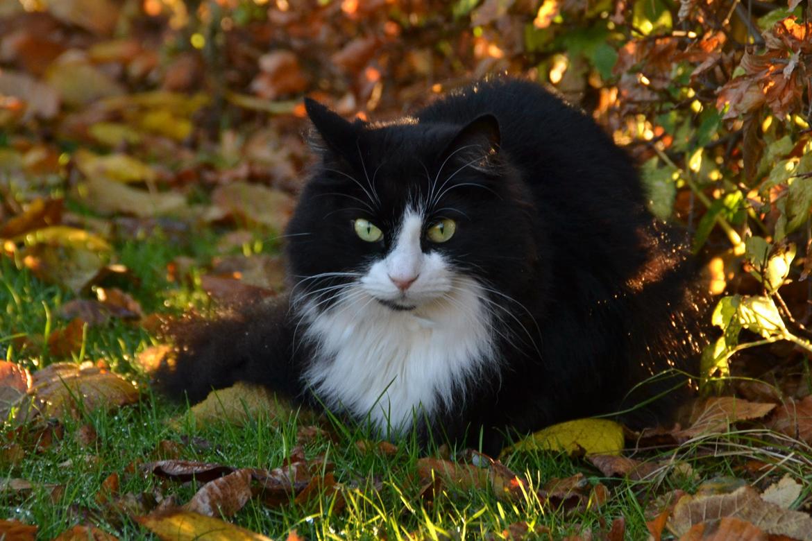 Blanding af racer » Silke <3 - 2) Efterår 2012 billede 2